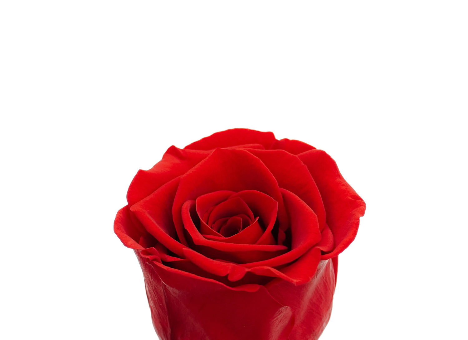 Our beautifully preserved roses can last a year without water and sunlight. 