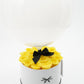Royal Box / Modern / Sunny